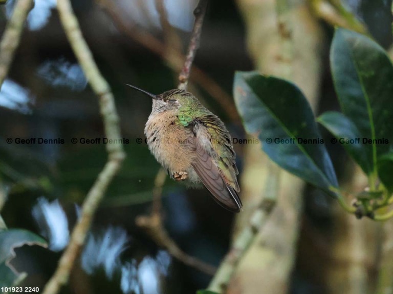 CAHU-5-AK_Calliope-Hummingbird