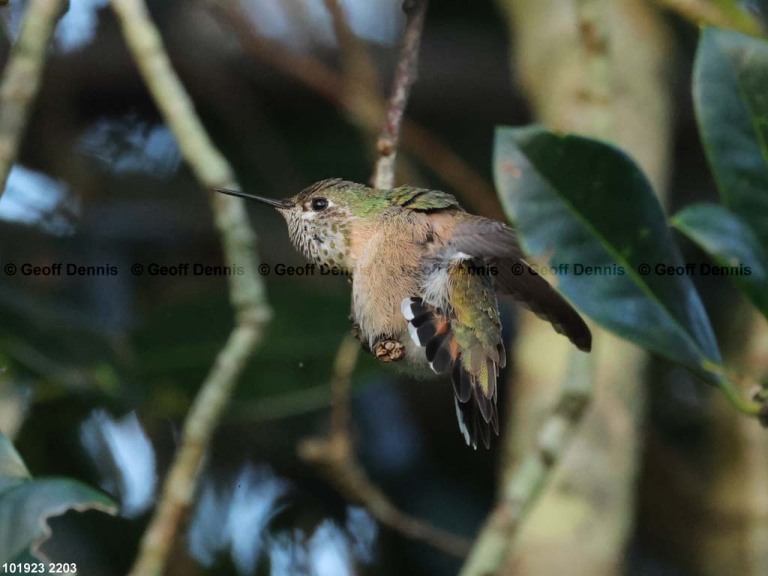 CAHU-5-AL_Calliope-Hummingbird