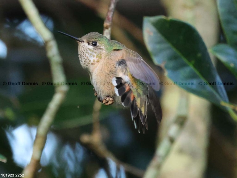 CAHU-5-AN_Calliope-Hummingbird