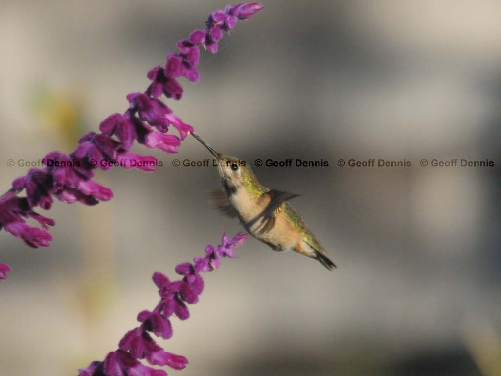 CAHU-4-AA_Calliope-Hummingbird