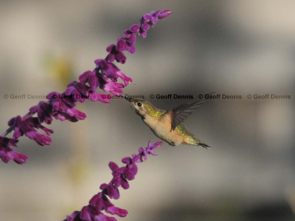 CAHU-4-AB_Calliope-Hummingbird