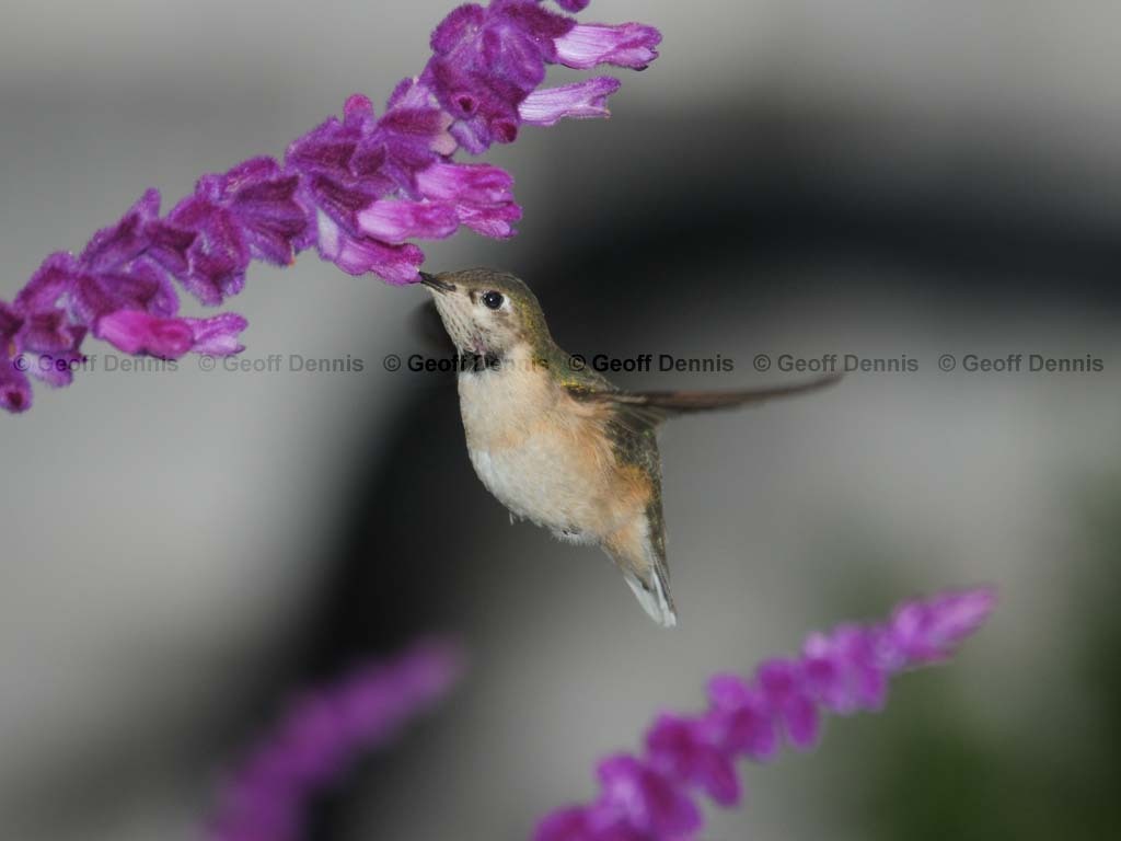 CAHU-4-AF_Calliope-Hummingbird