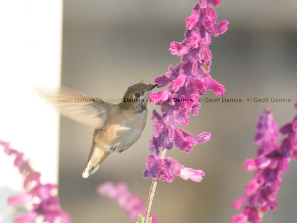 CAHU-4-AI_Calliope-Hummingbird