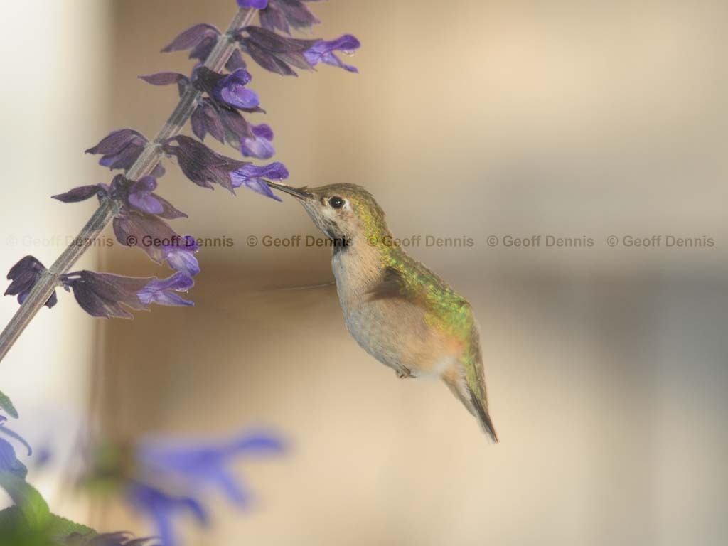 CAHU-4-AL_Calliope-Hummingbird