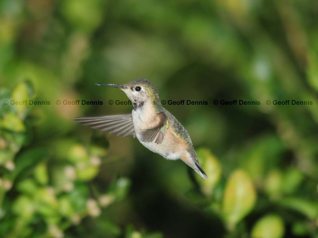 CAHU-4-AN_Calliope-Hummingbird