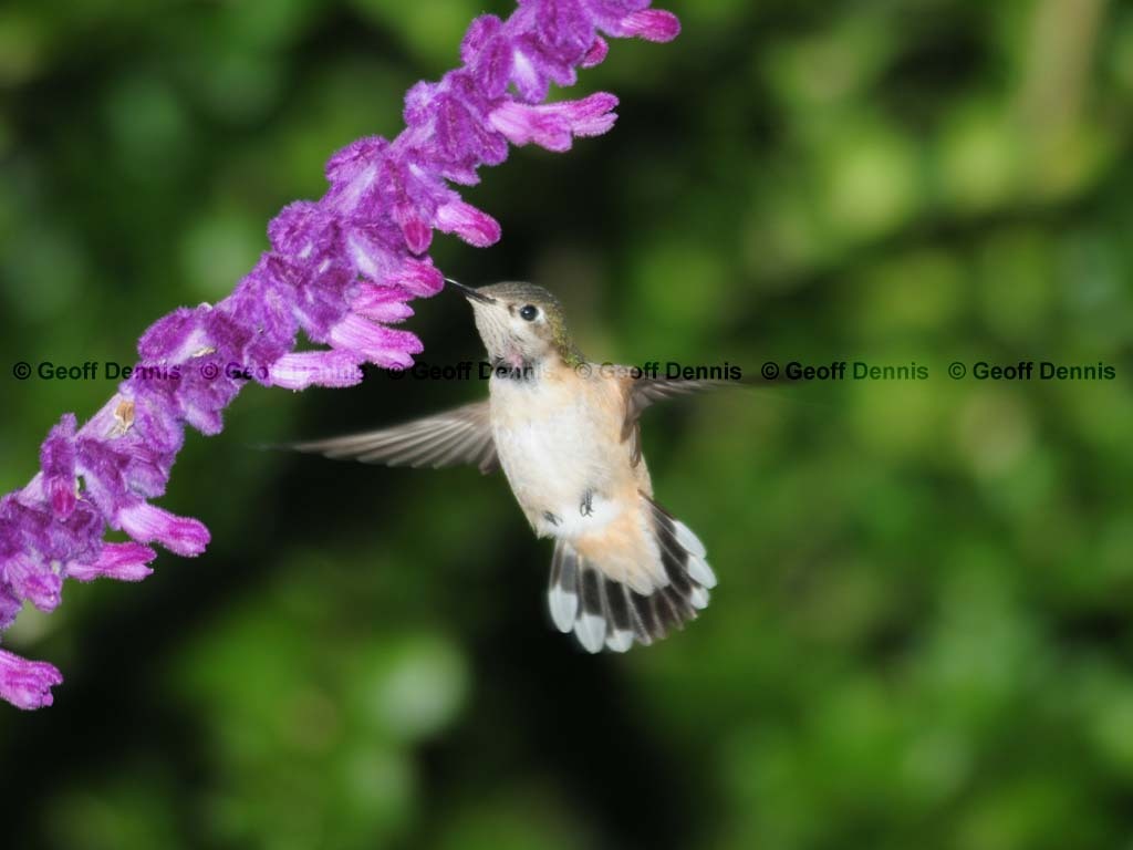 CAHU-4-AP_Calliope-Hummingbird