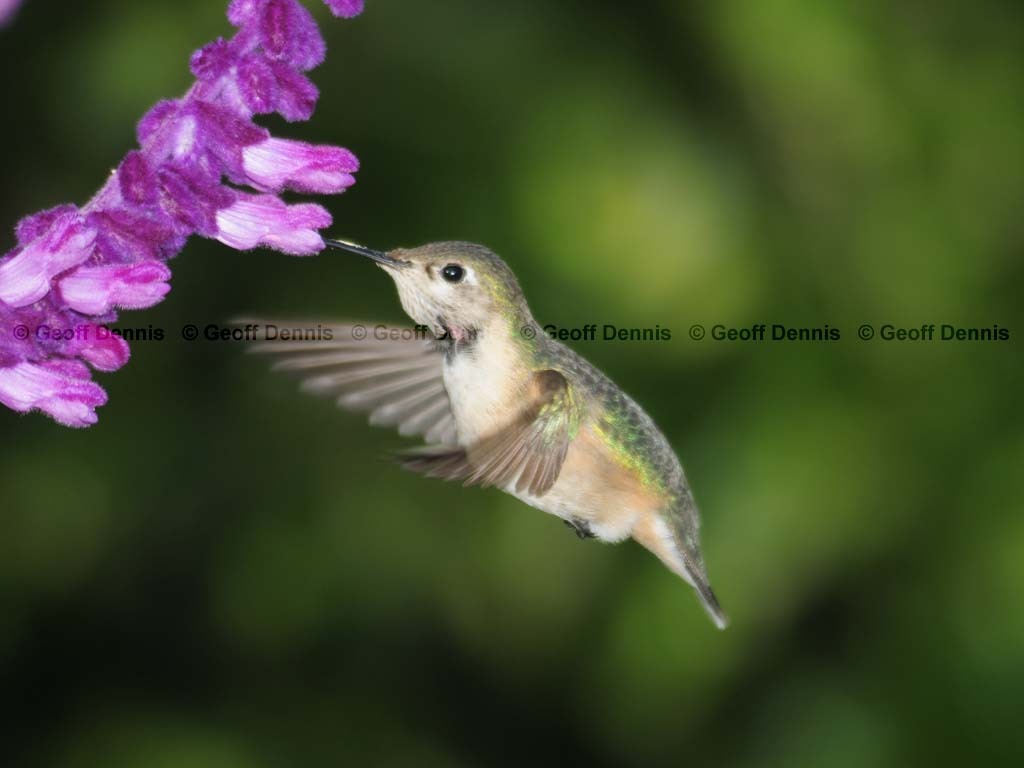 CAHU-4-AQ_Calliope-Hummingbird