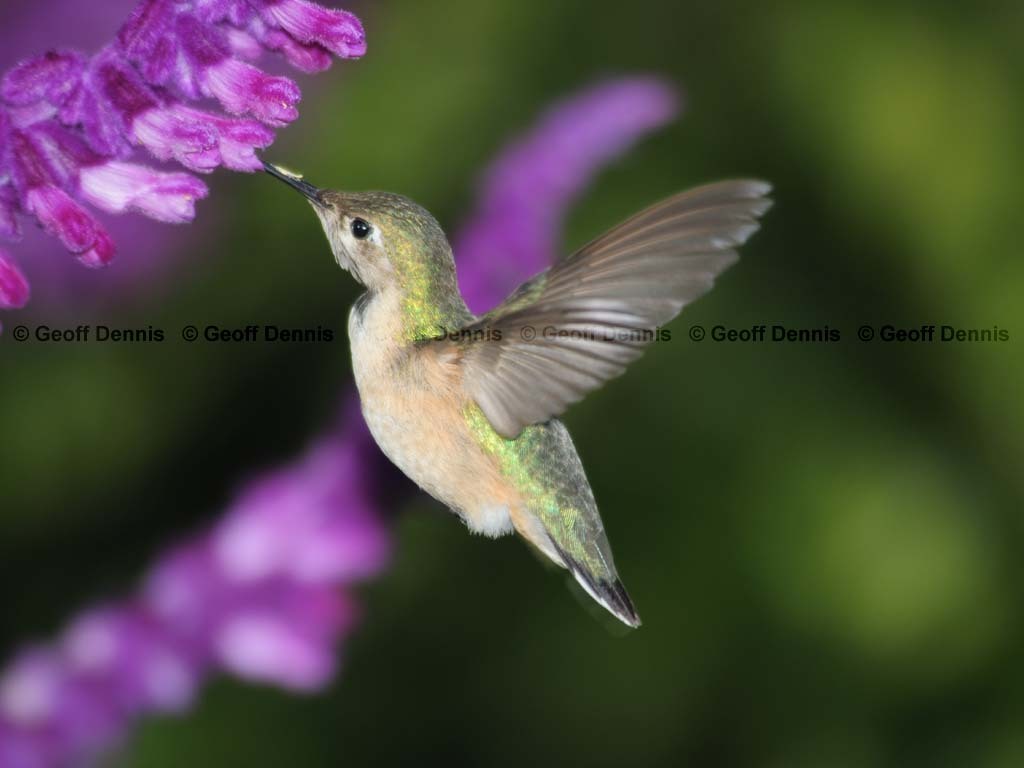 CAHU-4-AR_Calliope-Hummingbird