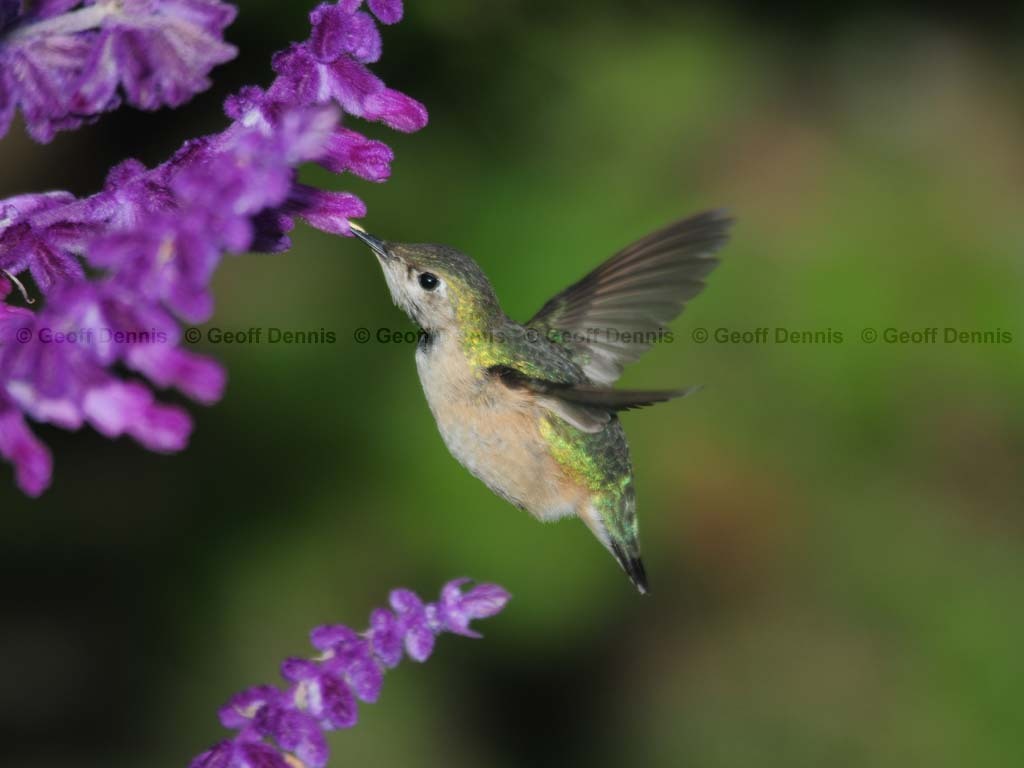 CAHU-4-AS_Calliope-Hummingbird