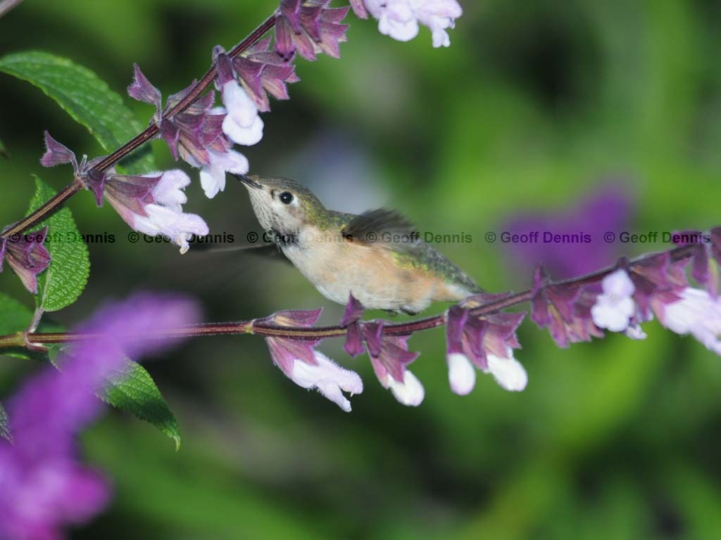 CAHU-4-AT_Calliope-Hummingbird