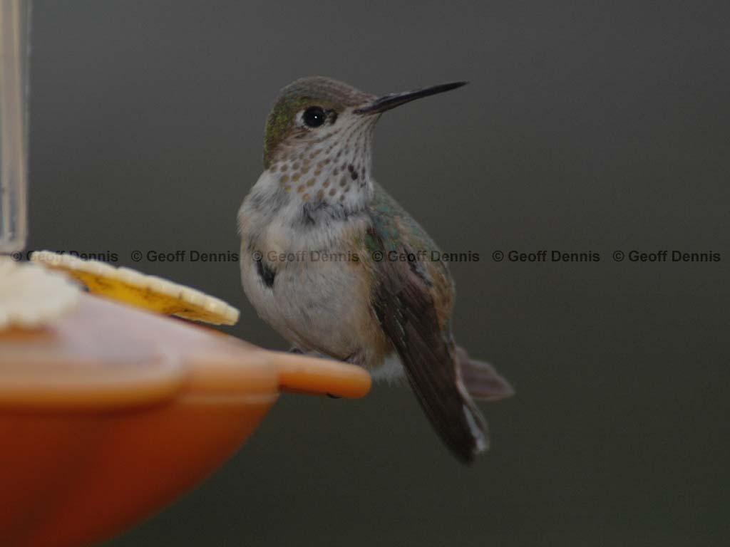 CAHU-1-AF_Calliope-Hummingbird