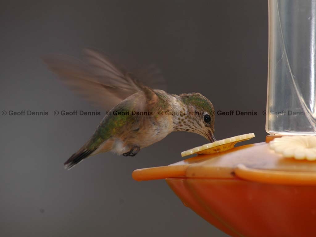 CAHU-1-AG_Calliope-Hummingbird