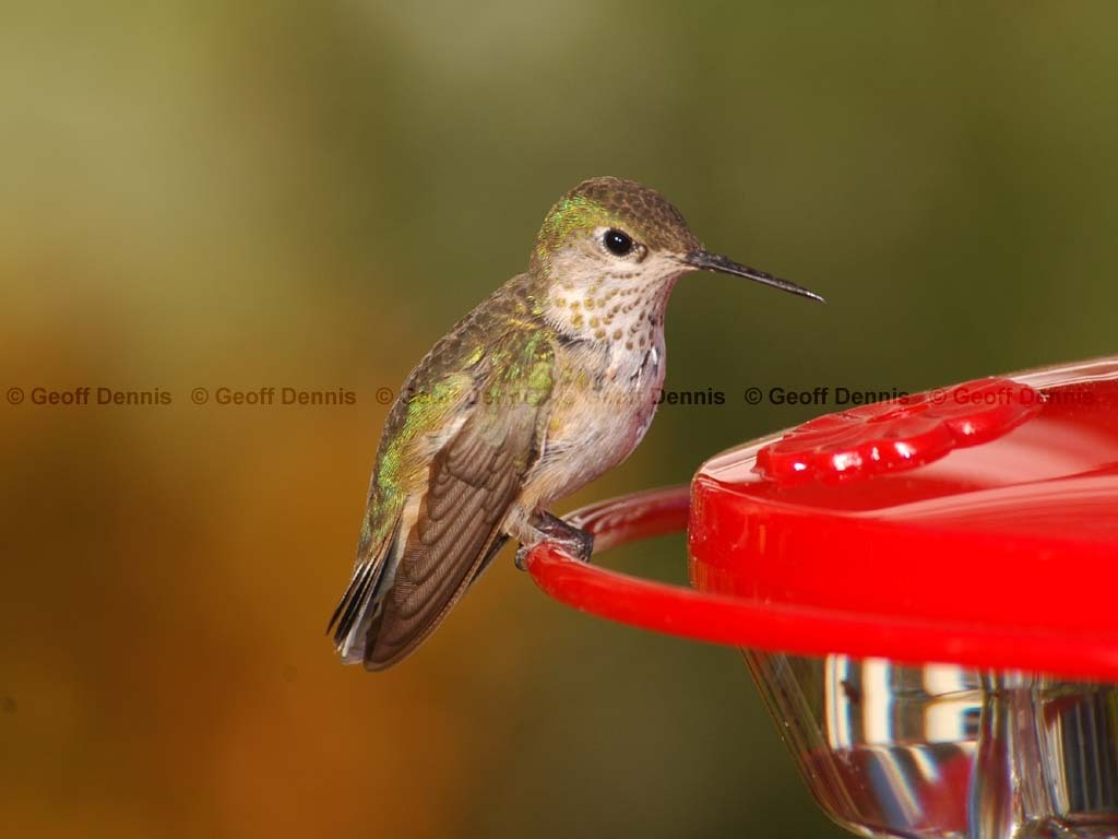 CAHU-1-AM_Calliope-Hummingbird