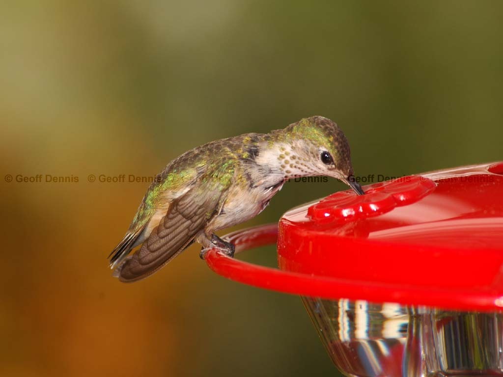 CAHU-1-AN_Calliope-Hummingbird