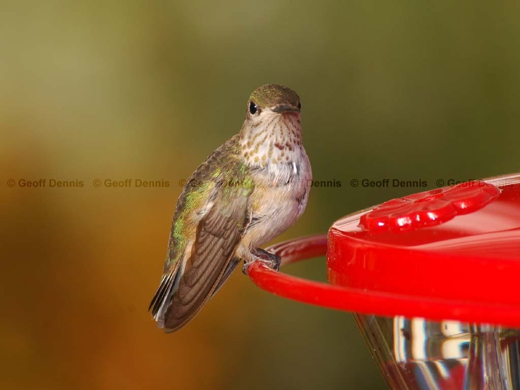 CAHU-1-AR_Calliope-Hummingbird