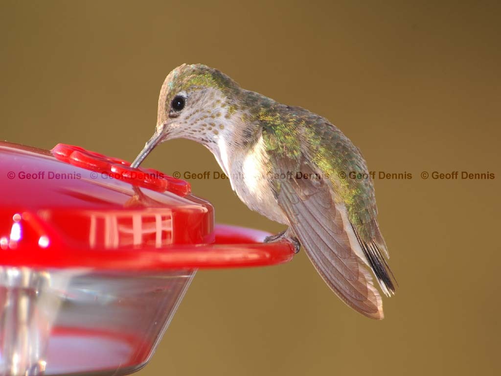 CAHU-1-AS_Calliope-Hummingbird
