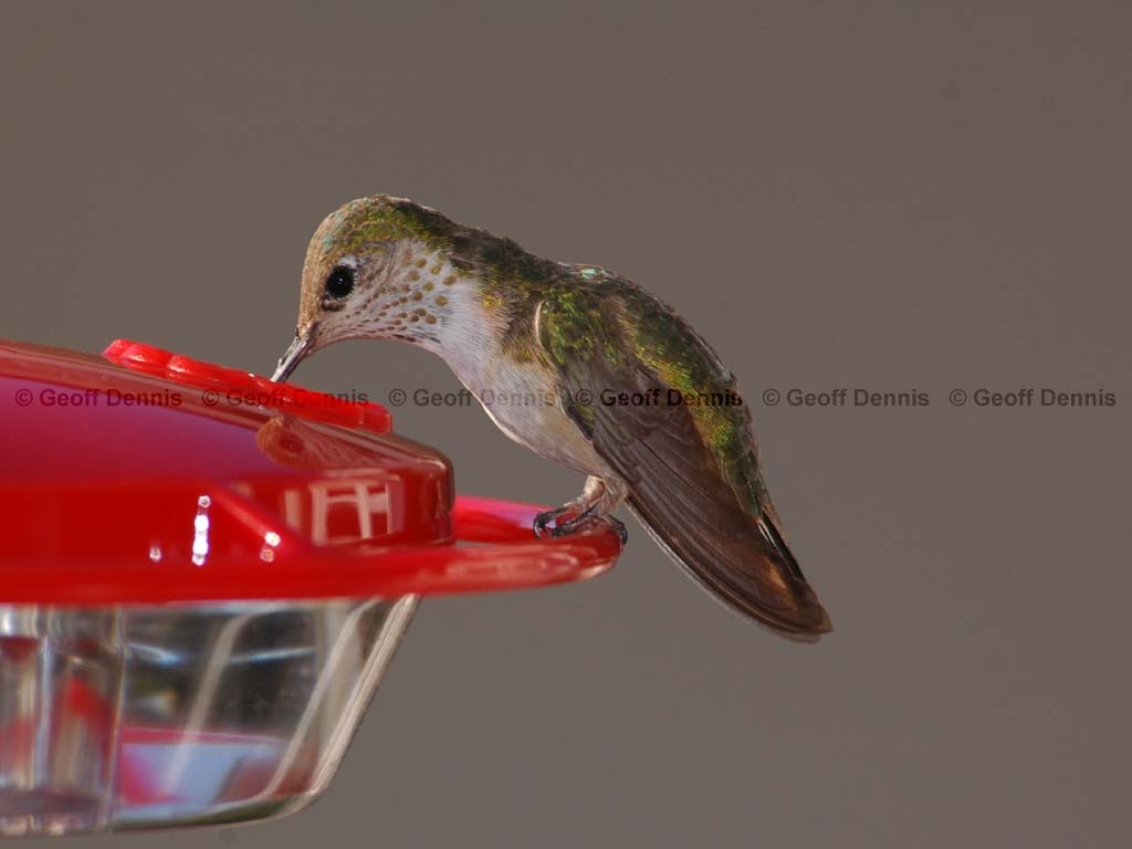 CAHU-1-AT_Calliope-Hummingbird