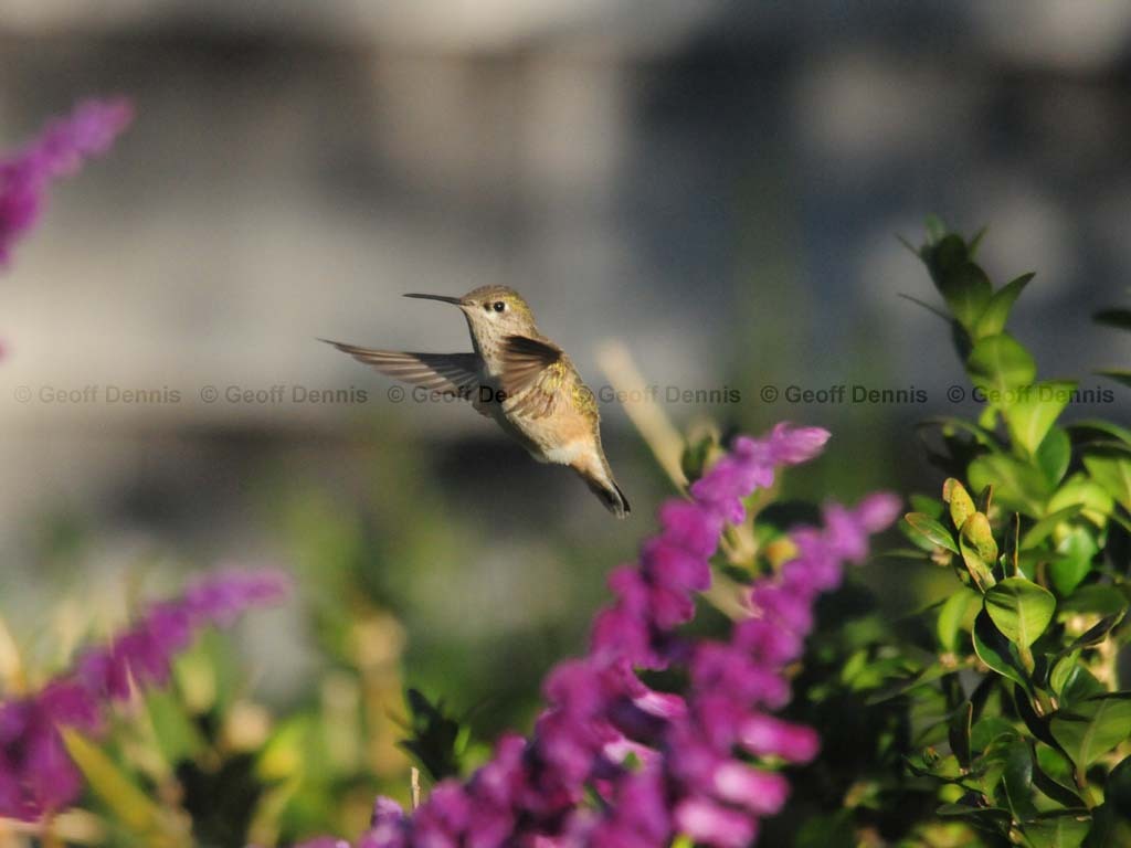 CAHU-3-AA_Calliope-Hummingbird
