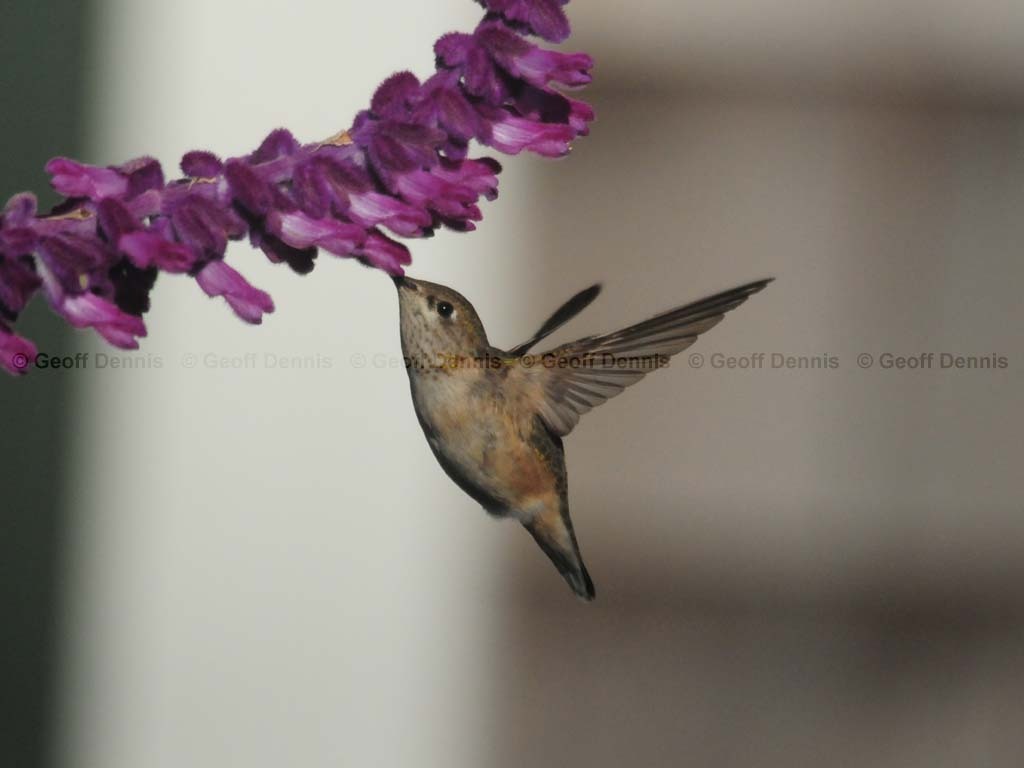 CAHU-3-AB_Calliope-Hummingbird