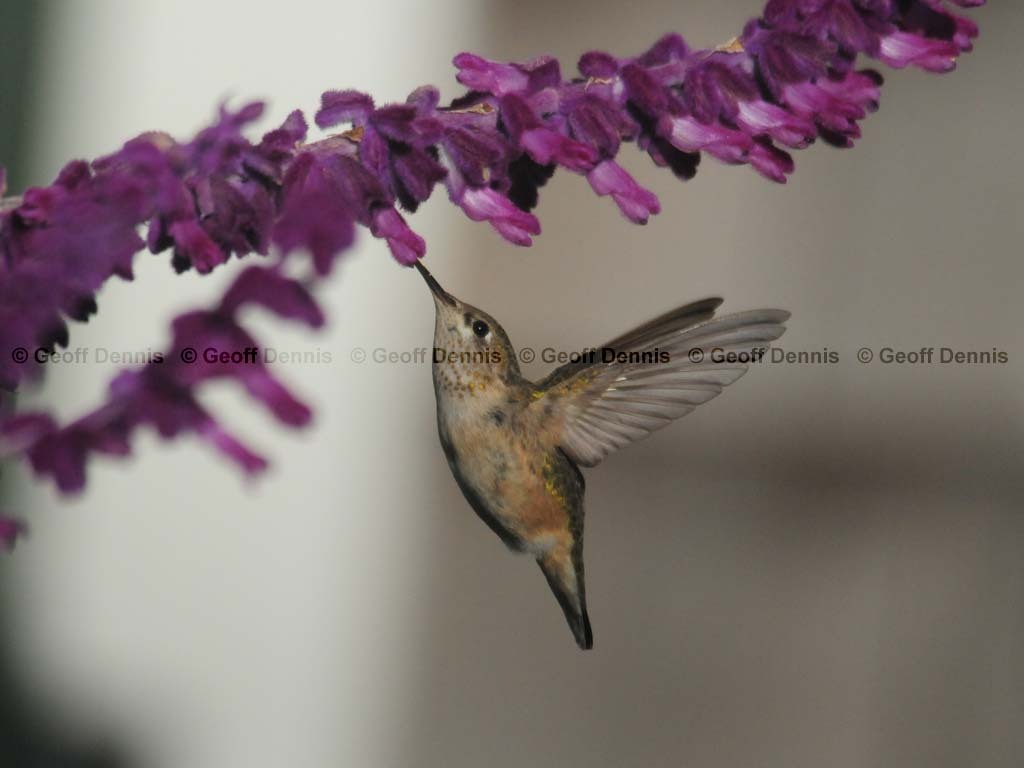 CAHU-3-AD_Calliope-Hummingbird