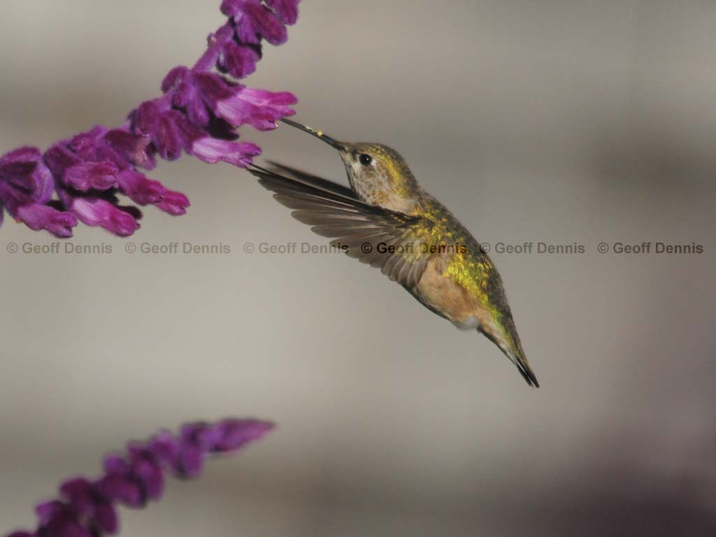 CAHU-3-AF_Calliope-Hummingbird