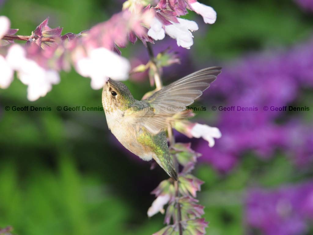 CAHU-3-AO_Calliope-Hummingbird