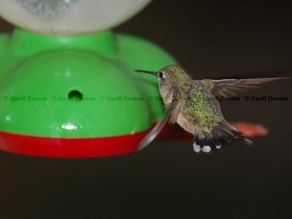 CAHU-2-AB_Calliope-Hummingbird