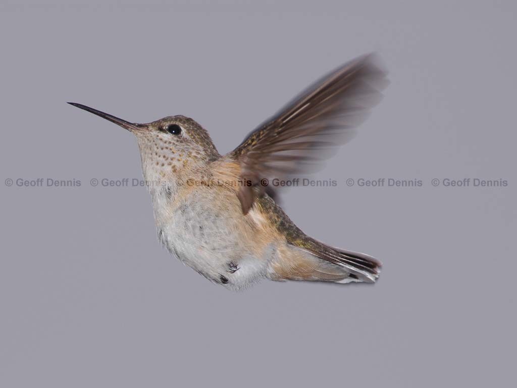 CAHU-2-AC_Calliope-Hummingbird