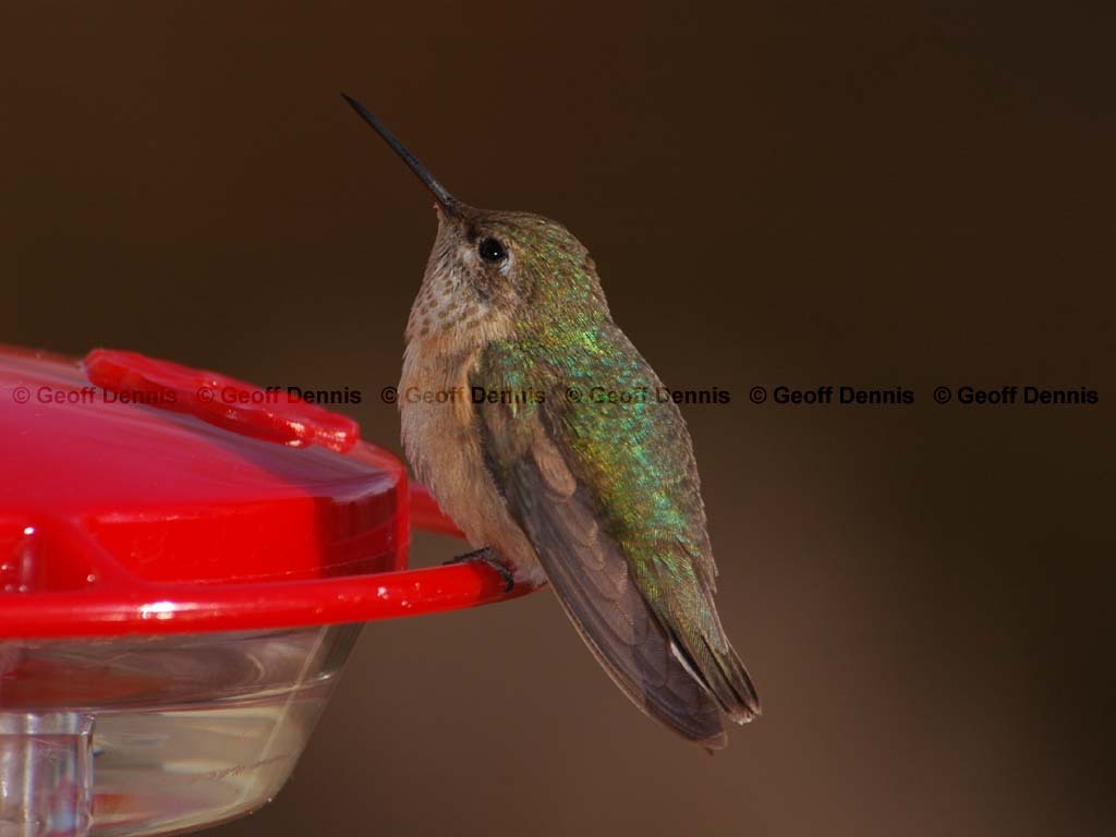 CAHU-2-AF_Calliope-Hummingbird