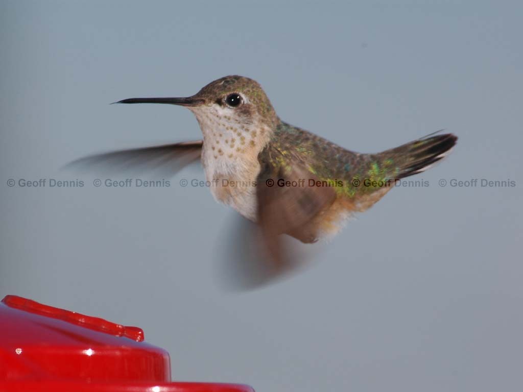 CAHU-2-AH_Calliope-Hummingbird