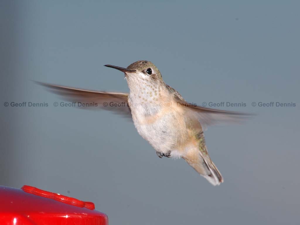 CAHU-2-AI_Calliope-Hummingbird