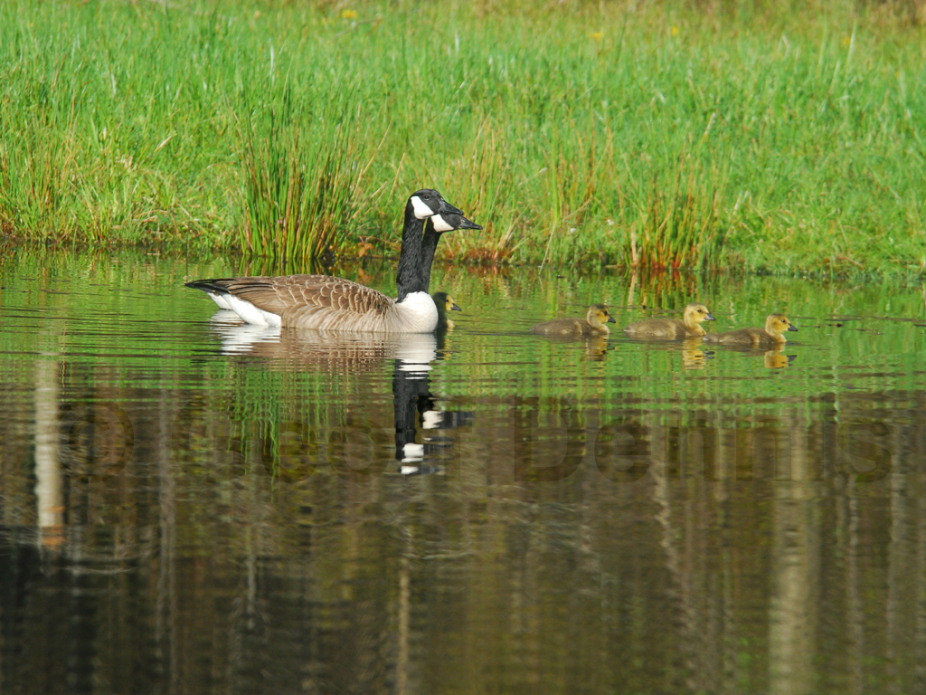 CAGO-AA_Canada-Goose