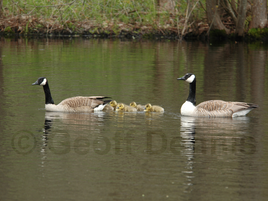 CAGO-AB_Canada-Goose
