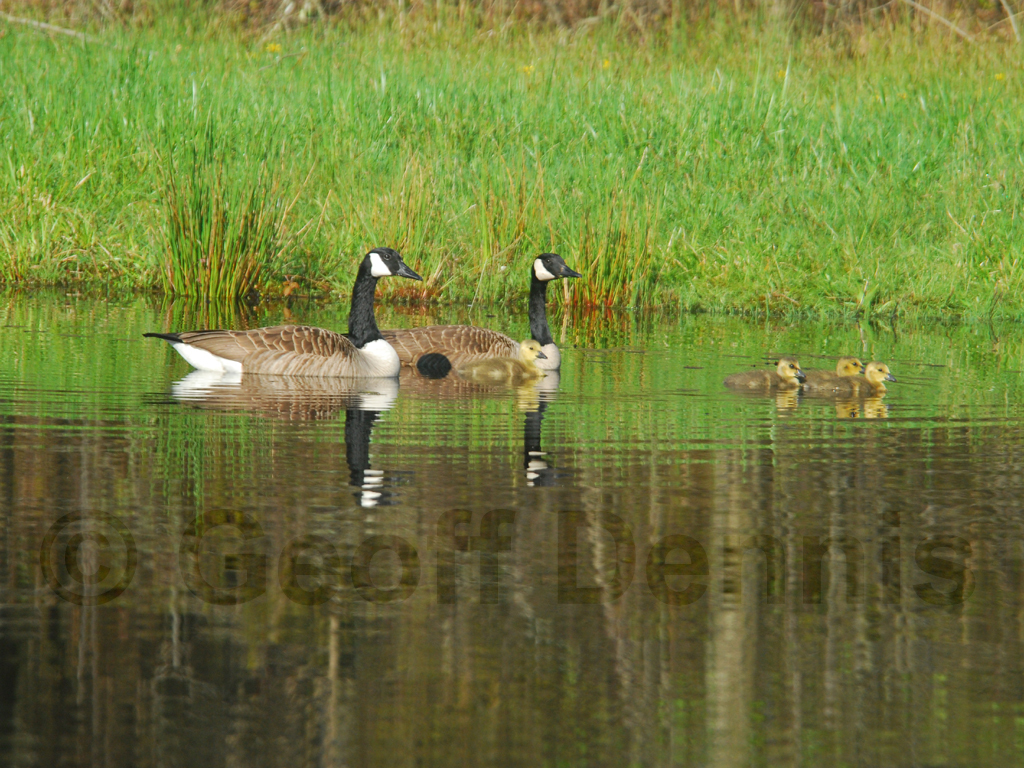 CAGO-AC_Canada-Goose
