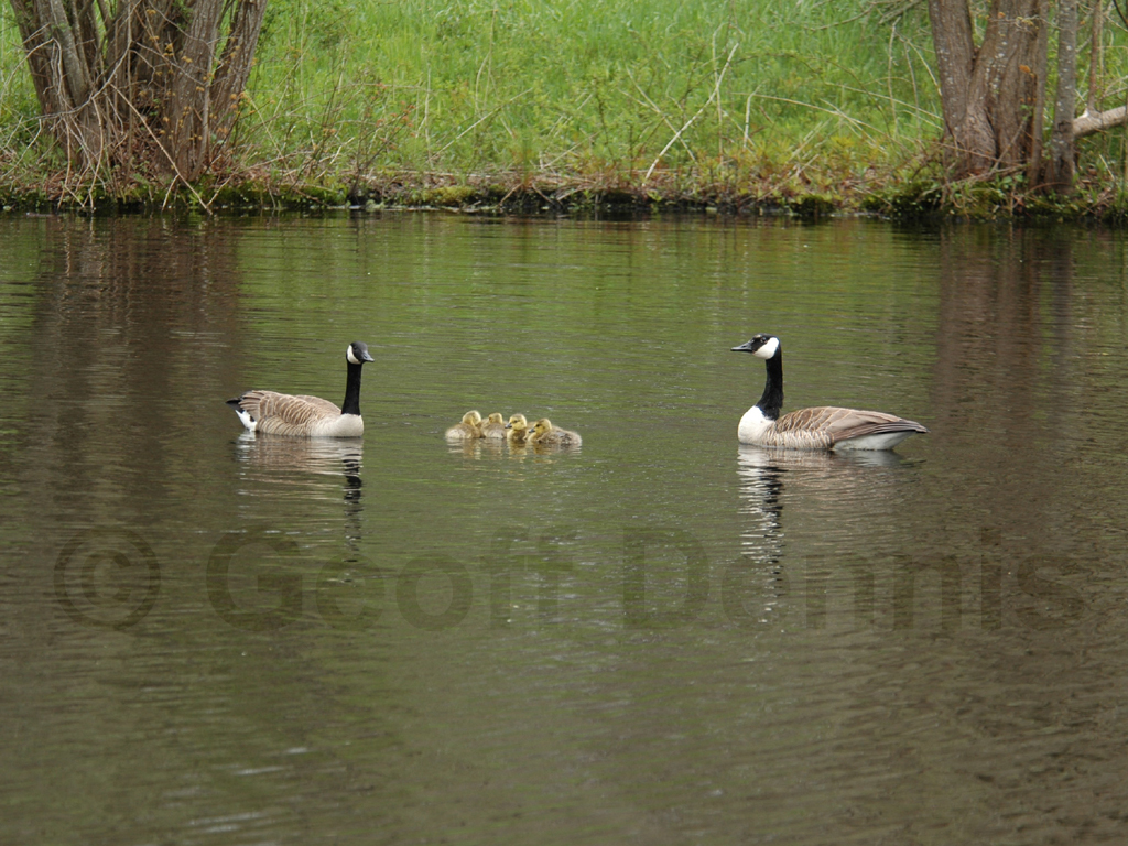 CAGO-AD_Canada-Goose