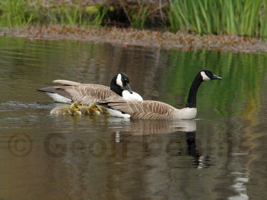 CAGO-AE_Canada-Goose