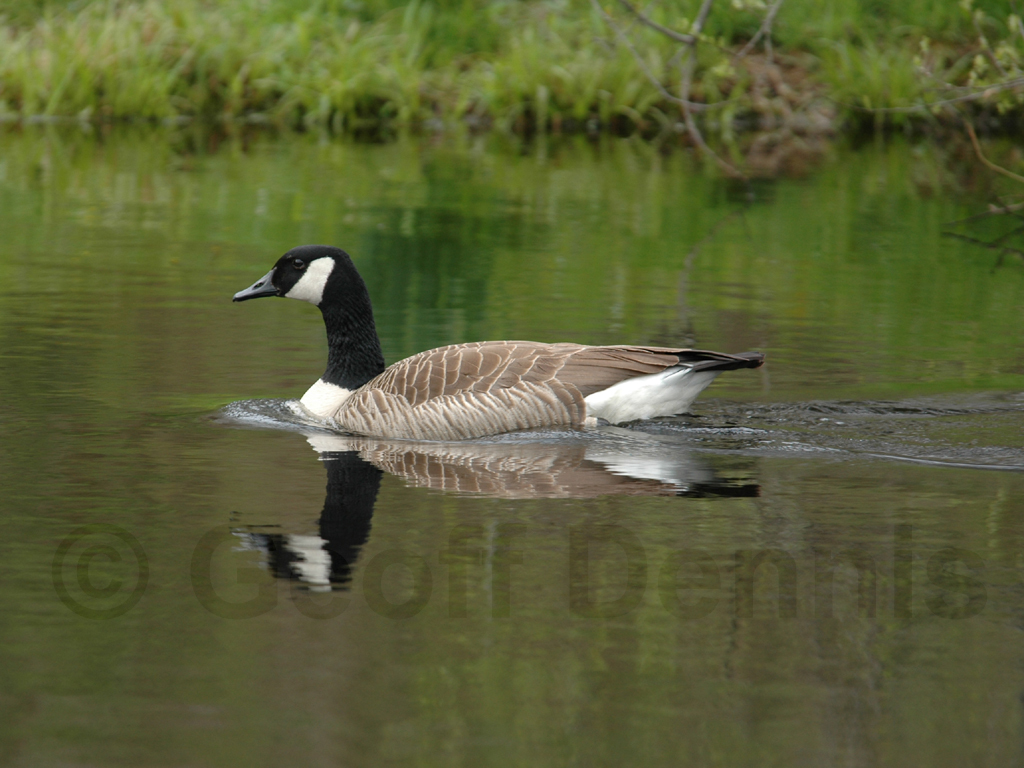 CAGO-AF_Canada-Goose