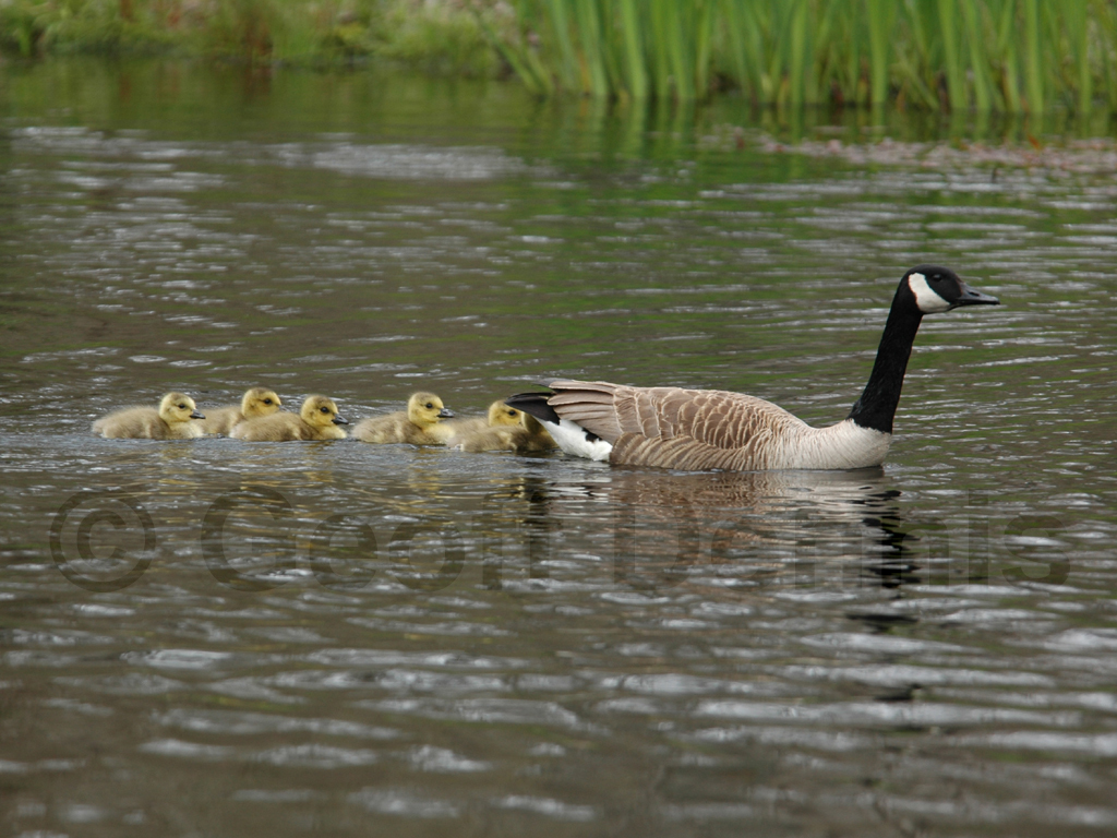 CAGO-AG_Canada-Goose