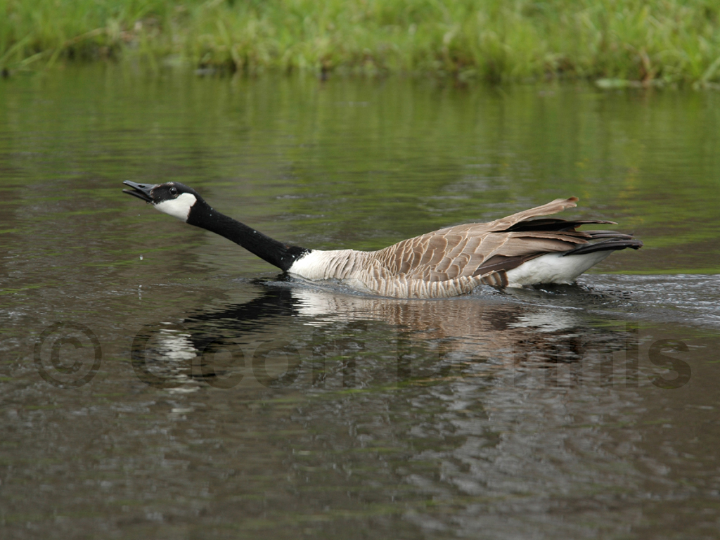 CAGO-AH_Canada-Goose