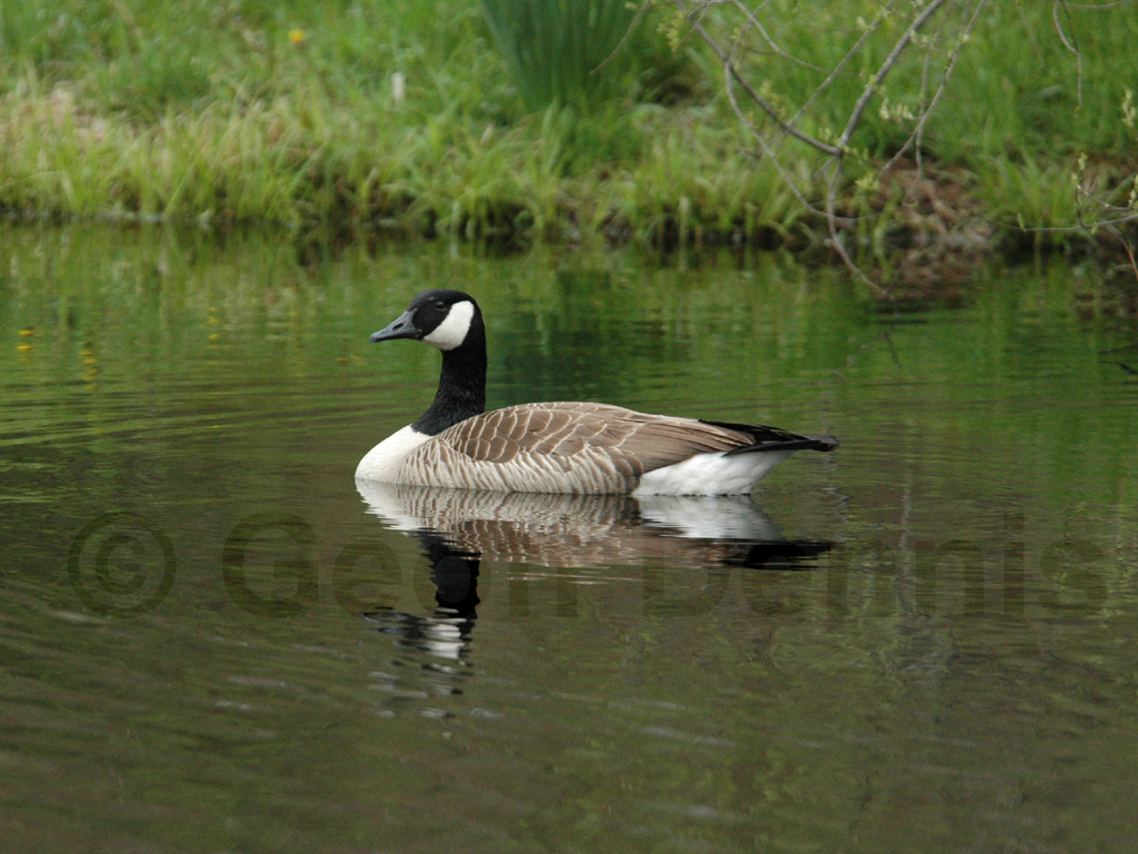 CAGO-AI_Canada-Goose