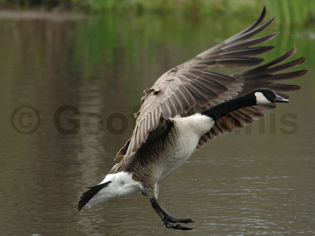 CAGO-AJ_Canada-Goose