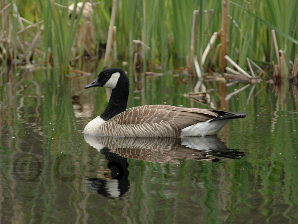 CAGO-AK_Canada-Goose
