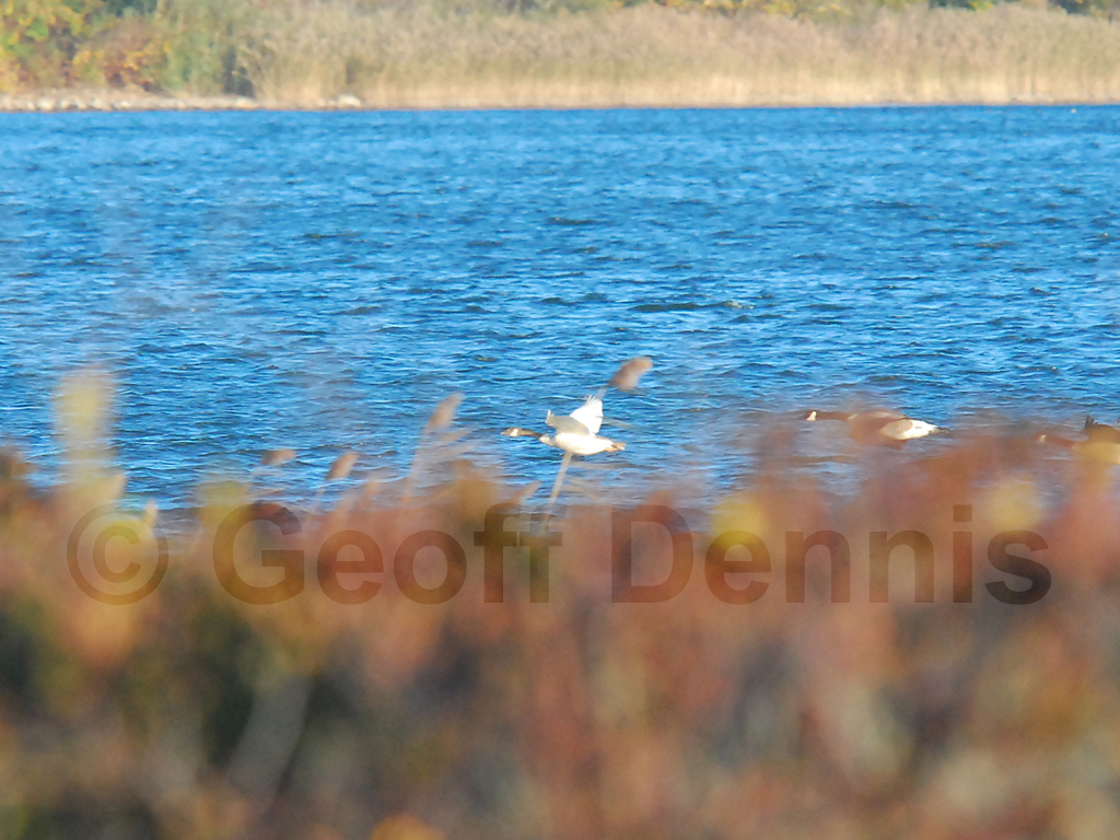 CAGO-AM_Canada-Goose