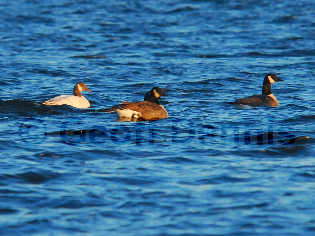 CAGO-AN_Canada-Goose