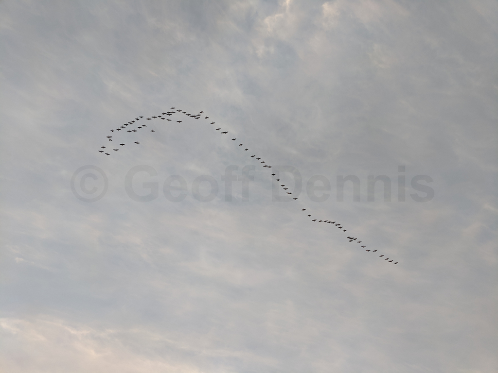 CAGO-AP_Canada-Goose