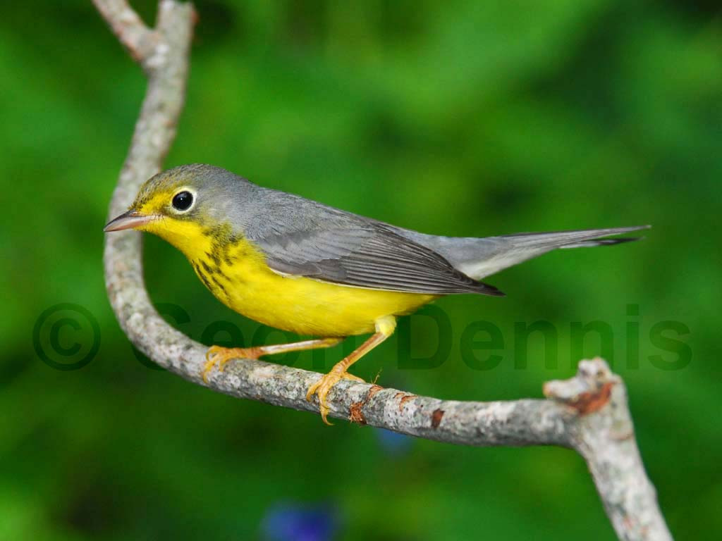 CAWA-AA_Canada-Warbler