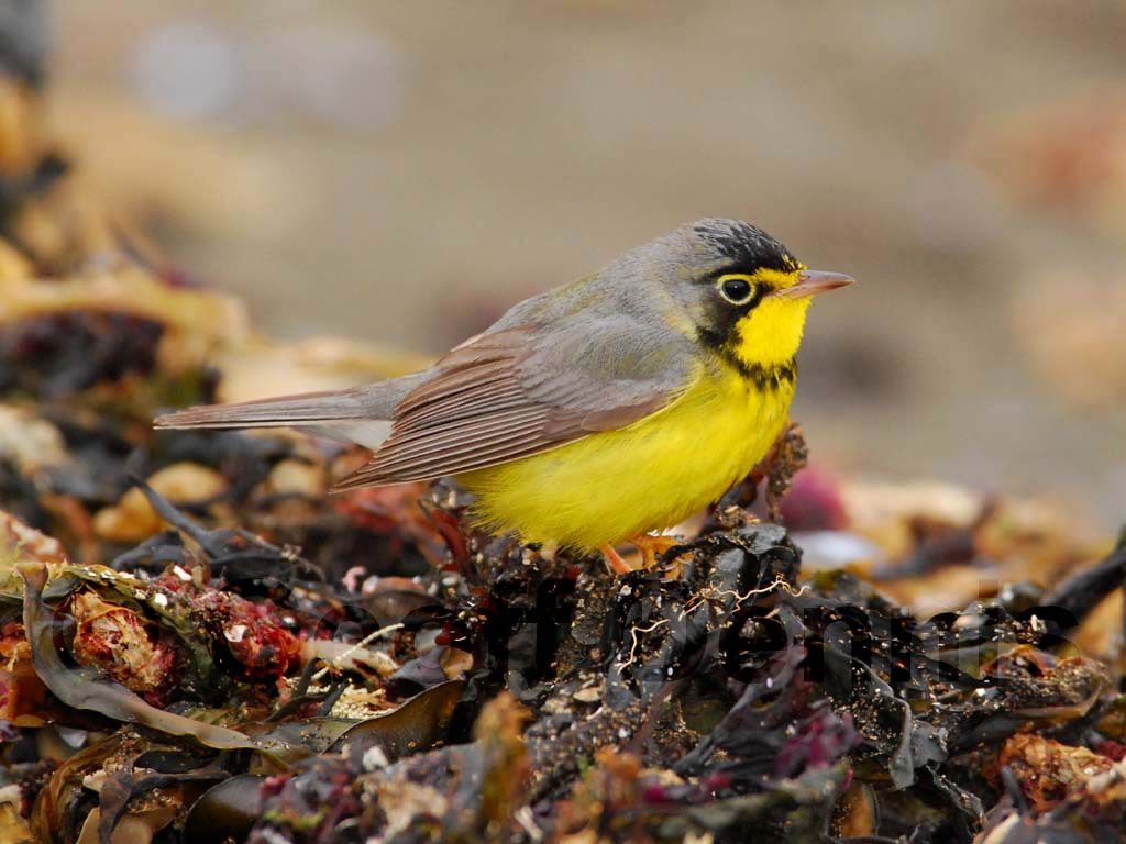 CAWA-AB_Canada-Warbler