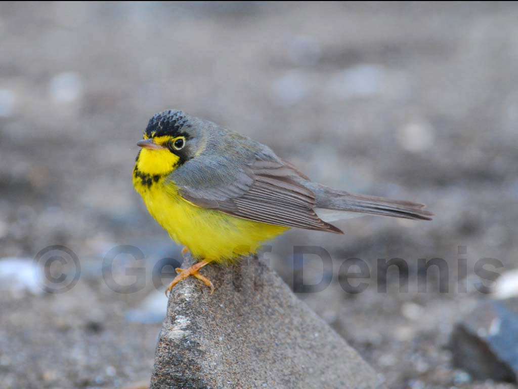 CAWA-AC_Canada-Warbler