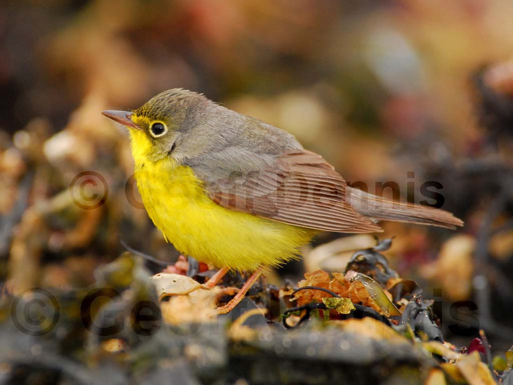 CAWA-AD_Canada-Warbler