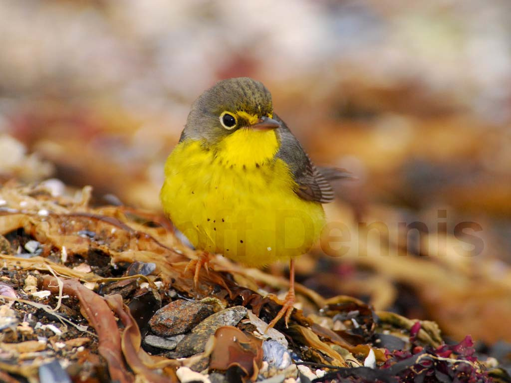 CAWA-AE_Canada-Warbler